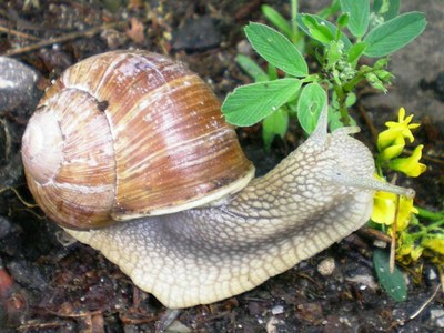 Escargot mignon.jpg