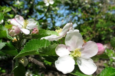 kwitnaca jabłoń.jpg